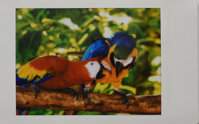 Fujifilm instax mini Link 2 Parrots Picture