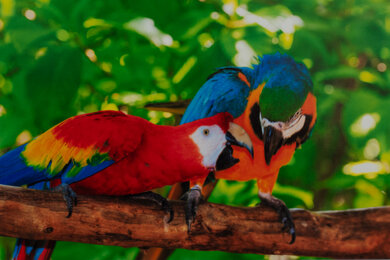 HP OfficeJet Pro 9135e Parrots Picture
