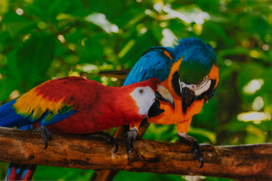 Canon PIXMA TR7820/TS7720 Parrots Picture