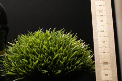 Canon EOS R6 Mark II Sharpness Scene Crop