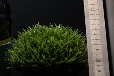 Panasonic LUMIX S5 II Sharpness Scene Crop