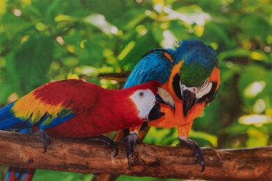 Epson WorkForce Pro WF-4830 Parrots Picture