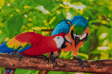 HP ENVY 6455e Parrots Picture