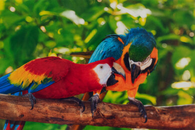 Epson EcoTank ET-2980 Parrots Picture