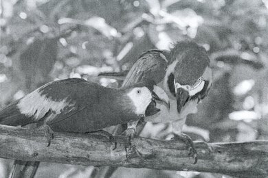 Canon imageCLASS MF445dw Parrots Picture