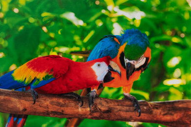 HP OfficeJet Pro 9730e Parrots Picture