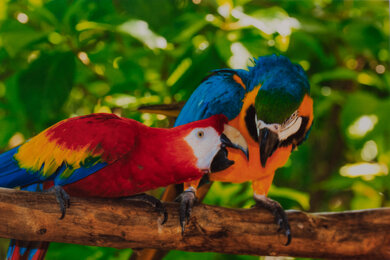 Brother MFC-J1010DW Parrots Picture