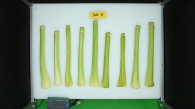 LG LS27T3230S Produce Picture (After)