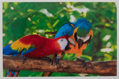 Canon MAXIFY GX6020 Parrots Picture