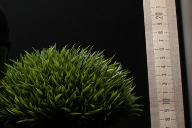 Sony α6100 Sharpness Scene Crop