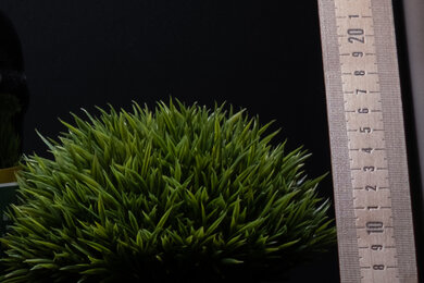 Fujifilm X-H2 Sharpness Scene Crop