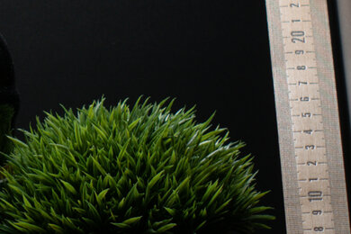 Nikon D3500 Sharpness Scene Crop