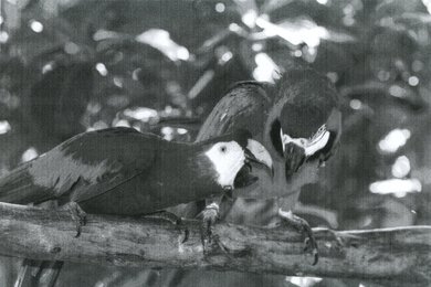 Pantum P2502W Parrots Picture