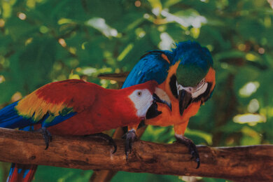 Canon Color imageCLASS MF656Cdw/MF654Cdw Parrots Picture