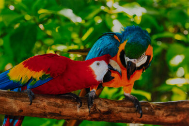 Epson Expression Photo HD XP-15000 Parrots Picture