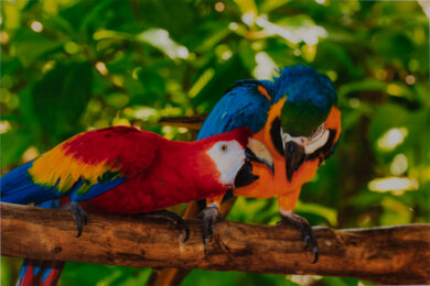 Brother MFC-J1205W/MFC-J1215W Parrots Picture