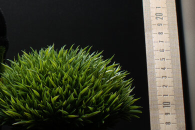 Sony ZV-E10 Sharpness Scene Crop