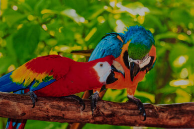 HP ENVY 6065e Parrots Picture