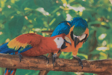 Xerox VersaLink C500/DN Parrots Picture