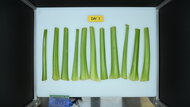 GE GNE27JYMFS Produce Picture (Before)