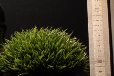 OM SYSTEM OM-1 Sharpness Scene Crop