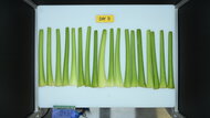 Frigidaire FRSS2623AS Produce Picture (After)