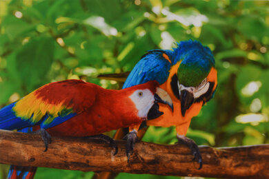 Canon PIXMA TS3520 Parrots Picture