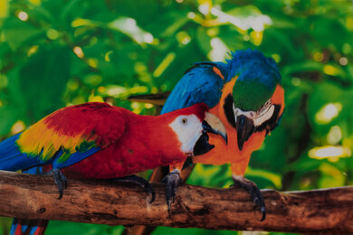 HP ENVY Inspire 7255e Parrots Picture