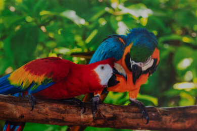 Epson WorkForce WF-110 Parrots Picture
