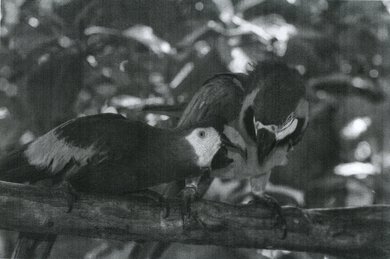 Brother MFC-L2820DW Parrots Picture