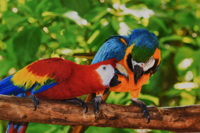 Epson Expression Premium XP-7100 Parrots Picture