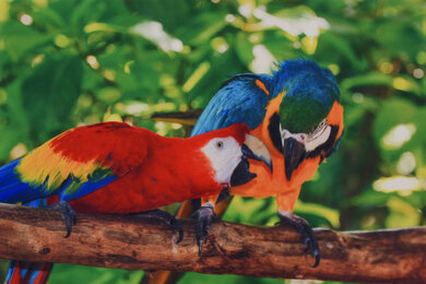 Epson WorkForce WF-2930 Parrots Picture