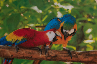 Brother MFC-L3780CDW/MFC-L3720CDW Parrots Picture