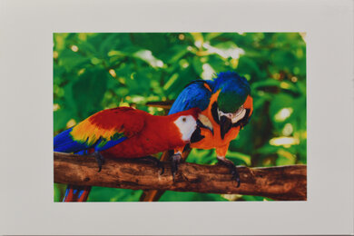HP DeskJet 3755/3772 Parrots Picture