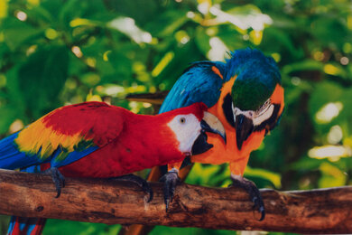 Epson EcoTank ET-2760 Parrots Picture