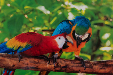 Canon PIXMA TR160 Parrots Picture
