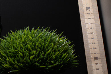 Nikon Z 6II Sharpness Scene Crop