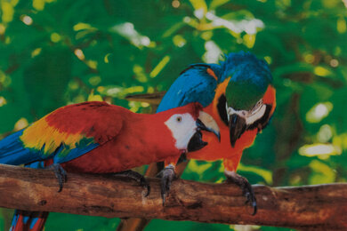 Lexmark MC3426i Parrots Picture