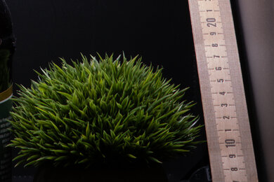 Fujifilm X100VI Sharpness Scene Crop