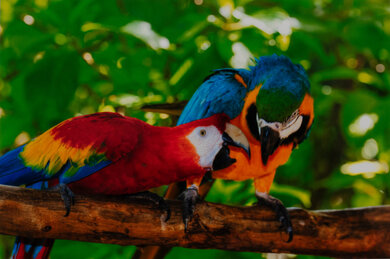 Canon PIXMA TS702a Parrots Picture