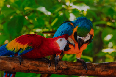 Canon PIXMA TS202 Parrots Picture