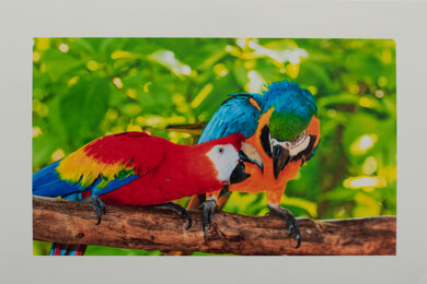 HP DeskJet 2855e Parrots Picture