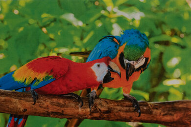 HP Color LaserJet Pro MFP 4301fdw Parrots Picture