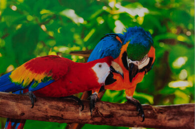 HP OfficeJet 8015e Parrots Picture
