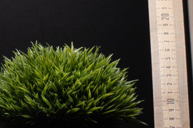 Panasonic LUMIX GH6 Sharpness Scene Crop