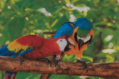 Brother HL-L3280CDW Parrots Picture