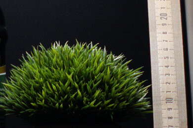 Canon EOS R100 Sharpness Scene Crop