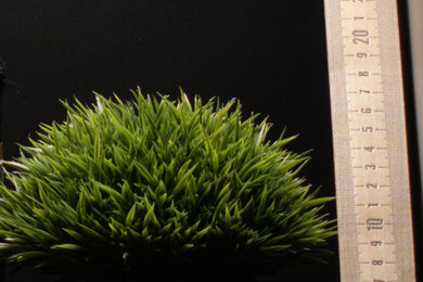 Panasonic LUMIX G9 II Sharpness Scene Crop