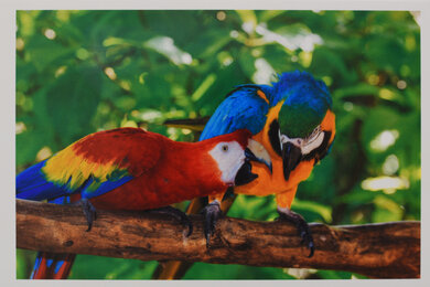 Canon MAXIFY GX7020 Parrots Picture