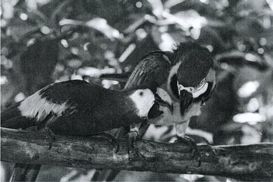 HP LaserJet MFP M234sdwe Parrots Picture